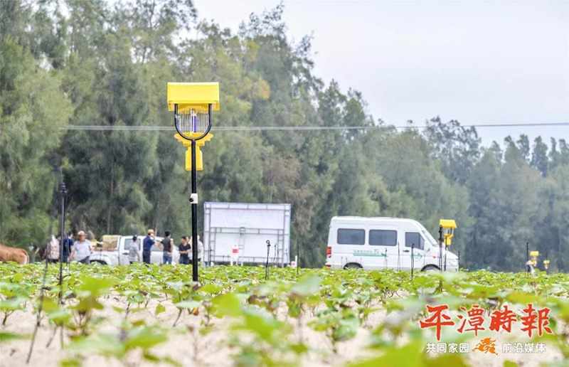 福建平潭果冻传媒玛丽莲用于甘薯种植效果