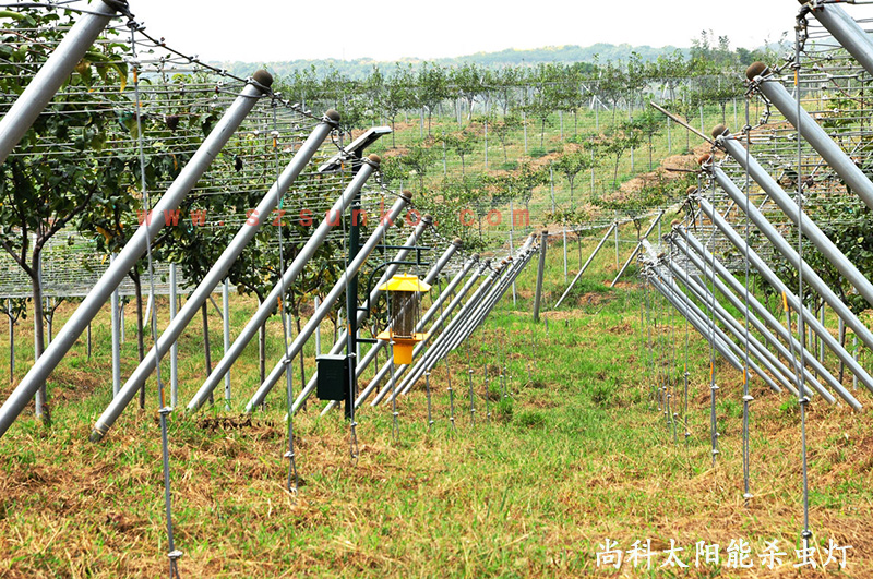 江苏南京猕猴桃果园用果冻传媒玛丽莲效果怎么样