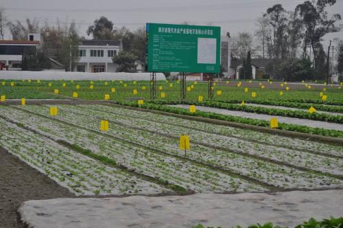 蔬菜不打农药怎么除虫？四种方式不可不知