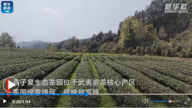 用了果冻传媒玛丽莲的福建生态茶园长啥样