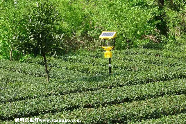 安徽石台县茶园用果冻传媒玛丽莲绿色防控